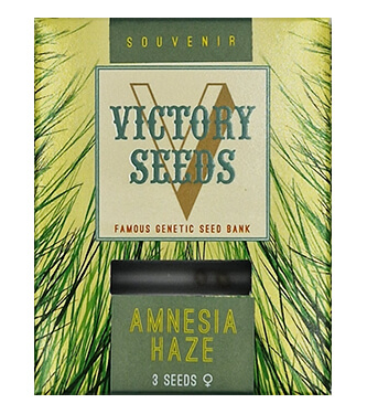 Amnesia Haze > Victory Seeds | Semillas feminizadas  |  Sativa